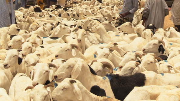 Célébration de la Tabaski : du spirituel au poids écrasant des dépenses sociales Célébration de la Tabaski : du spirituel au poids écrasant des dépenses sociales