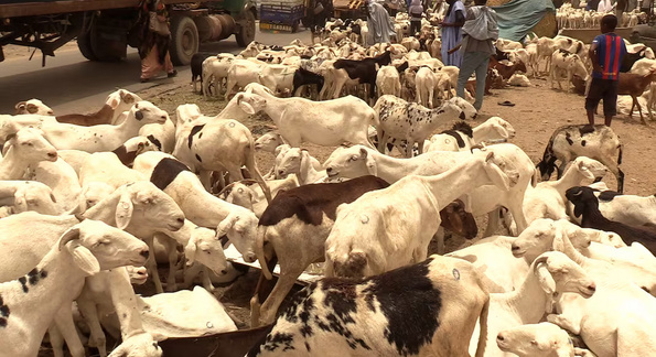 Tabaski 2025 : le business des couturiers et l’attente des vendeurs de bétail Tabaski 2025 : le business des couturiers et l’attente des vendeurs de bétail