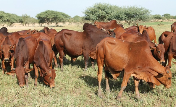 Sécurité alimentaire : industrie laitière et à la croisée des chemins Sécurité alimentaire : industrie laitière et à la croisée des chemins